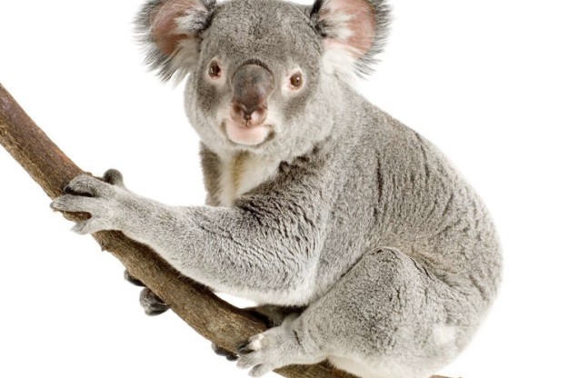 Koala beertje Koala beertje