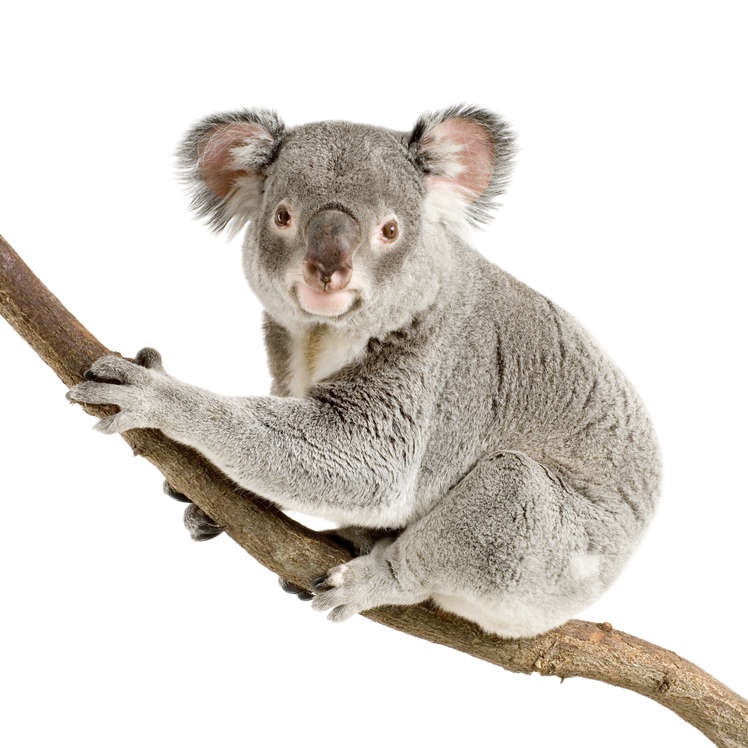 Koala beertje