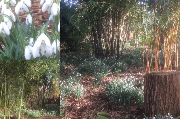 Sneeuwklokjes Sneeuwklokjes _ Snowdrops