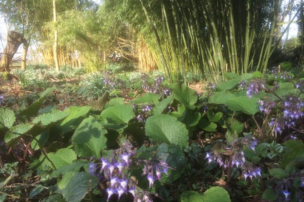 IMG_8131 TRACHYSTEMON ORIENTALIS