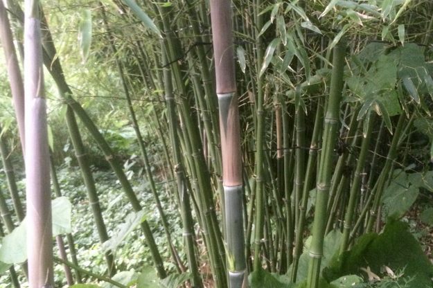 IMG_8696 Phyllostachys Parvifolia